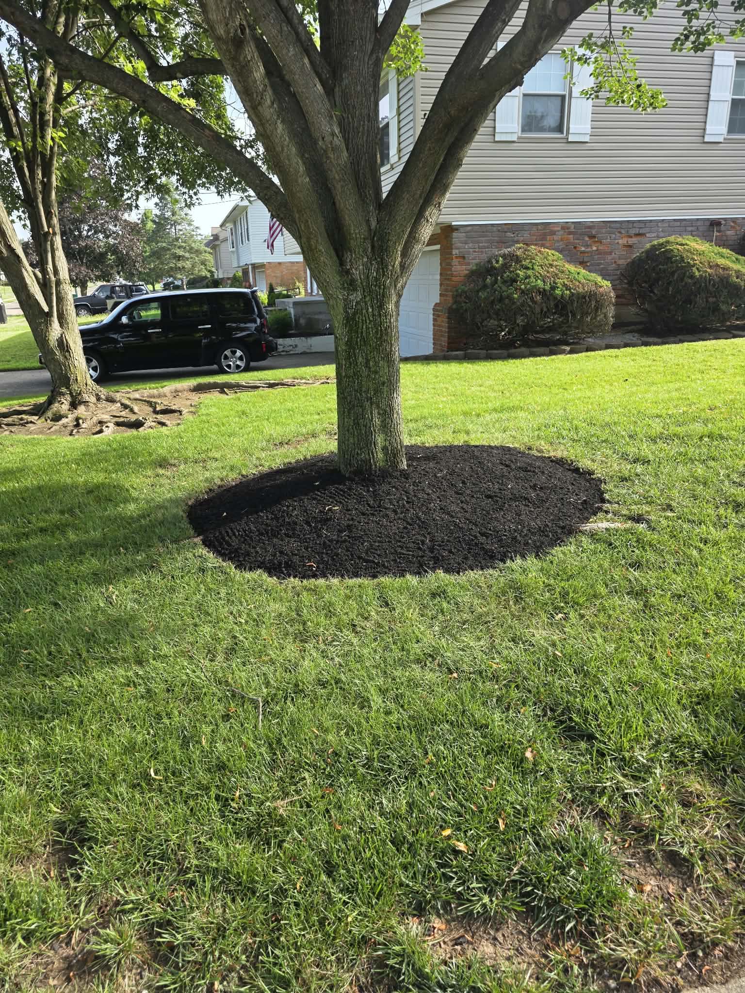 Tree Edging and Mulching 2