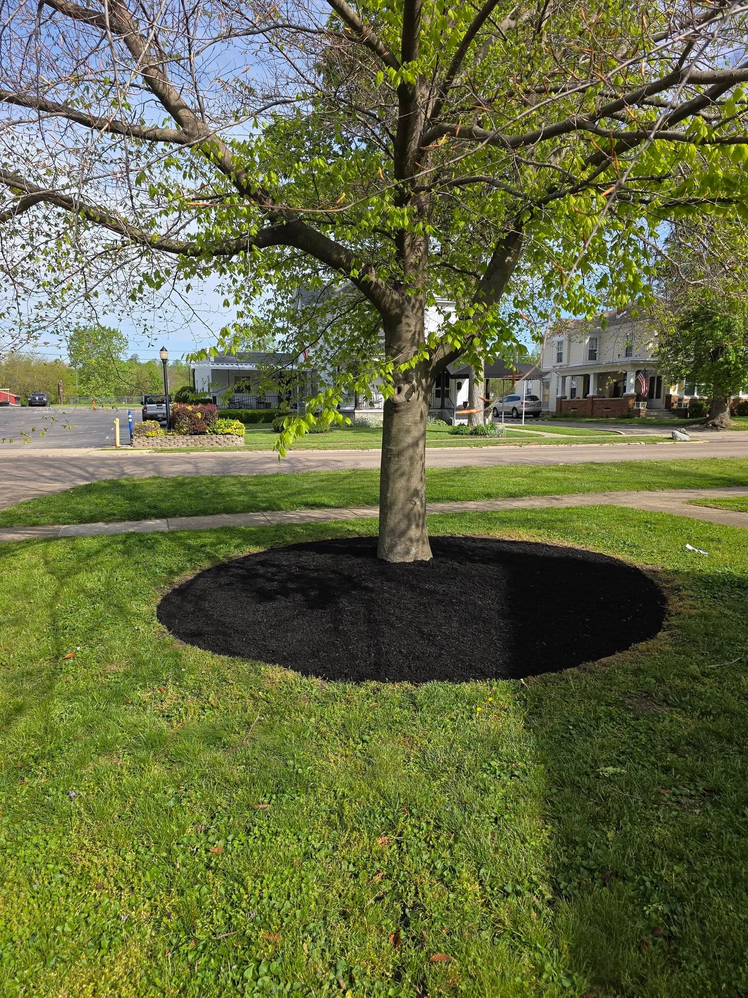 Tree bed transformation