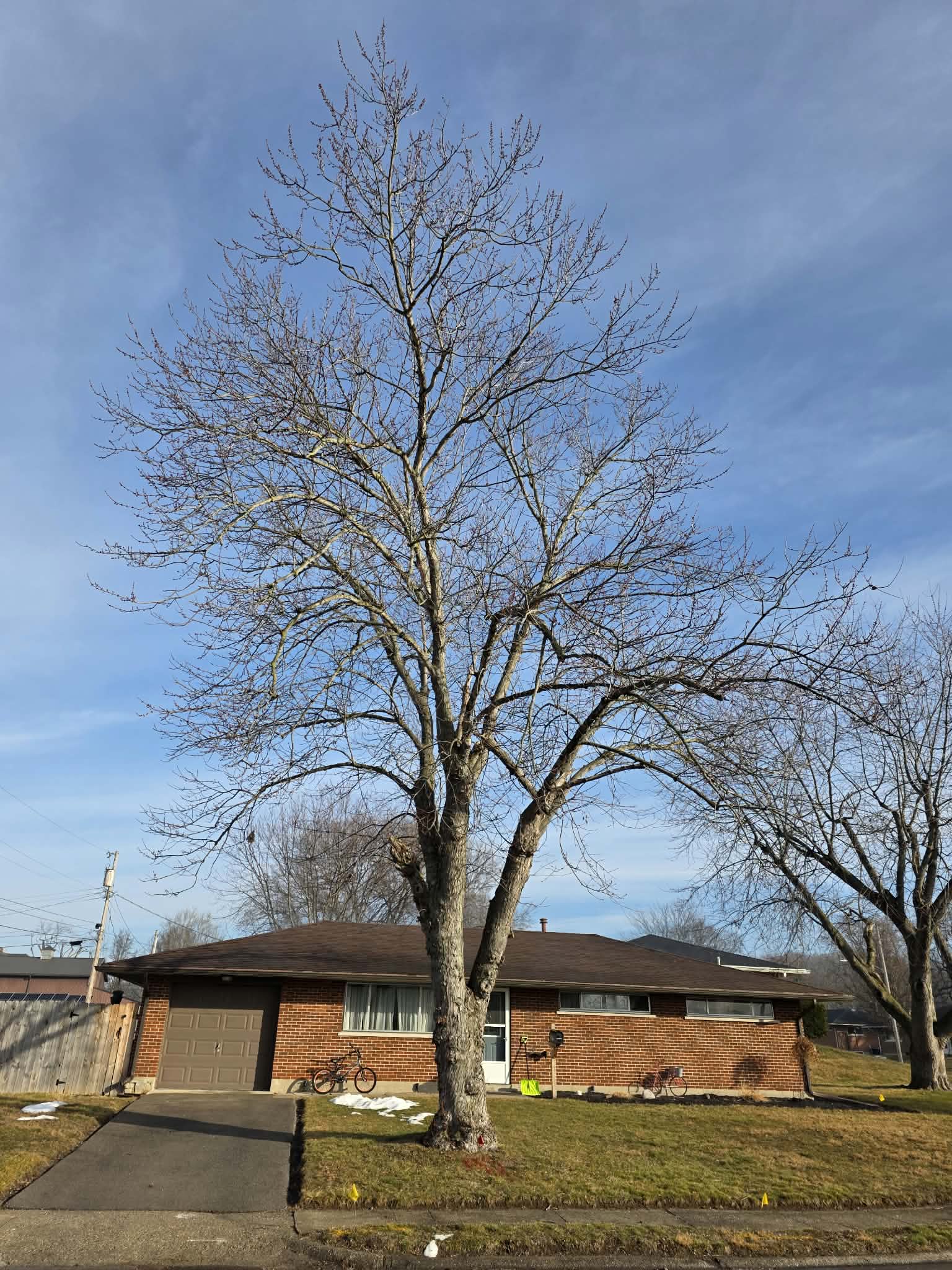Tree Trimming 2
