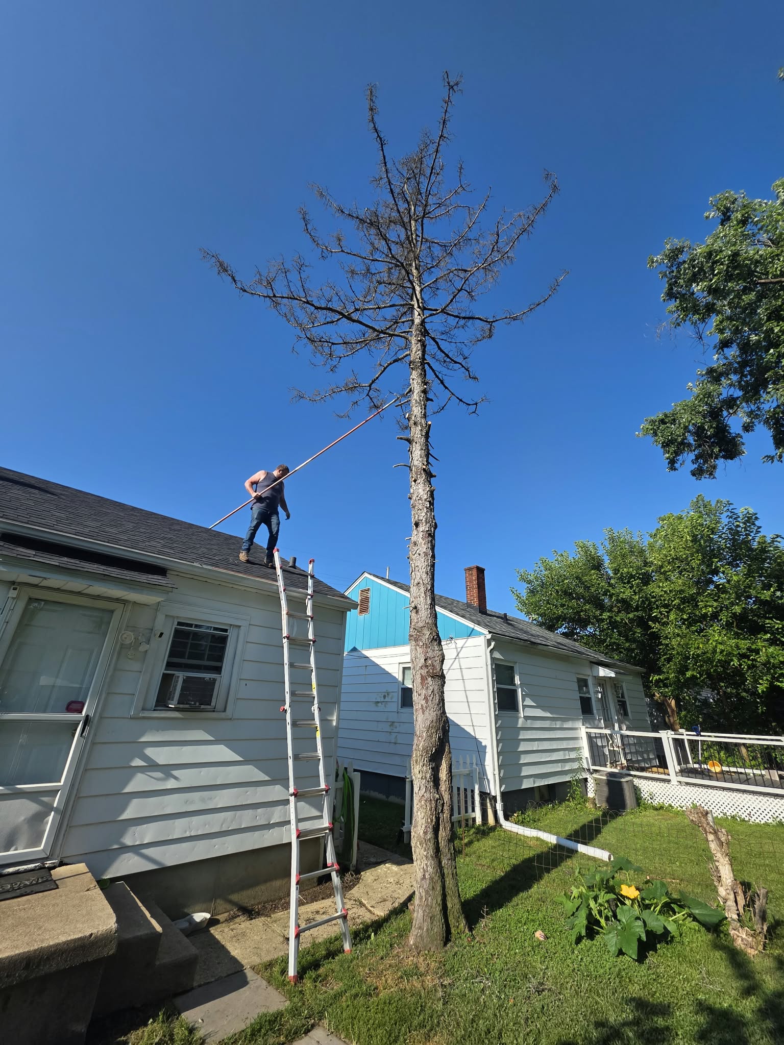 Tree Felling 2