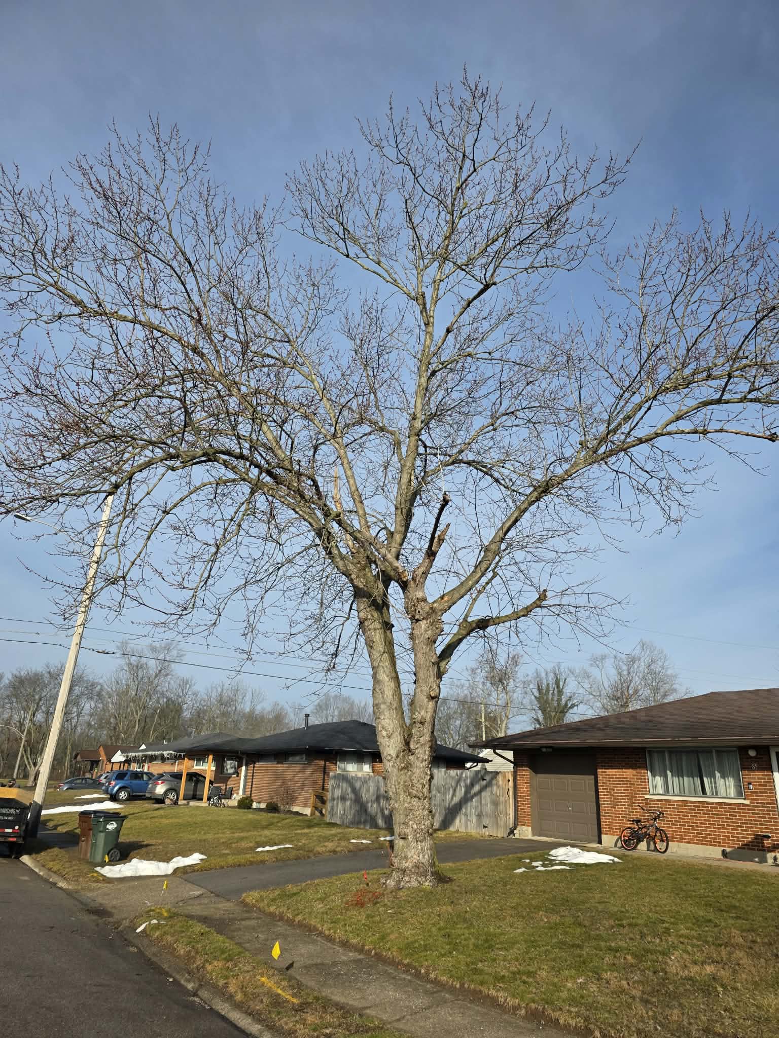 Tree Trimming